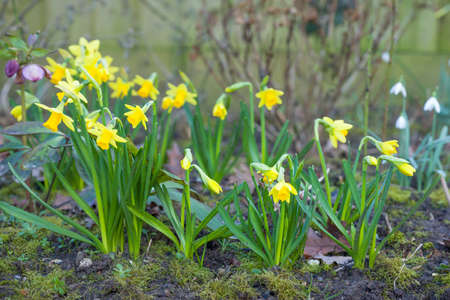 Dwarf daffodils, daffodil tete a tete, in a flowerbed in winter or spring. UK garden borderの写真素材