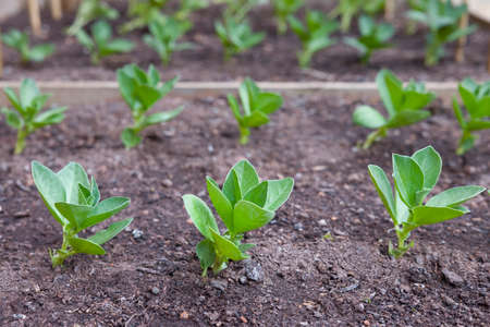 Broad bean fava bean seedlings sown, sowing outside in a garden, UKの写真素材