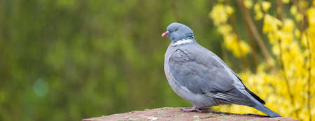 Common wood pigeon Columba Palumbus in a UK garden. Panoramic banner template with copy spaceの写真素材