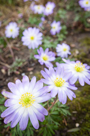 Anemone blanda plant with purple or blue flowers, closeup of perennial plants flowering in spring in a UK garden borderの写真素材