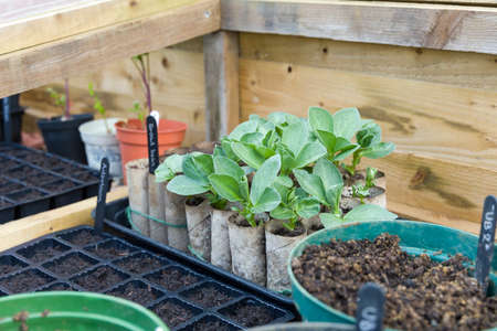 Seed trays and loo rolls with broad bean plants inside a cold frame. Sowing vegetable seeds in...