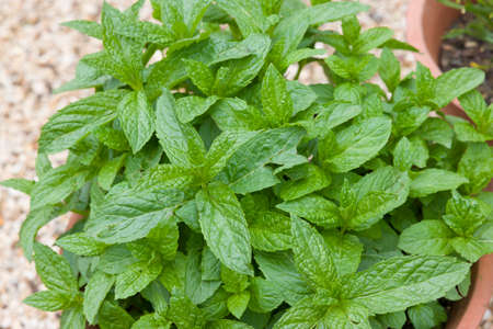 Mint plant growing in a pot. Fresh green mint (mentha spicata) in a herb garden, UKの写真素材