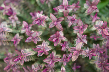 Hebe silver dollar, close up variegated foliage in a UK gardenの写真素材
