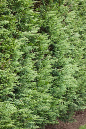 Evergreen leylandii hedge, detail of conifer boundary hedging in a UK gardenの写真素材