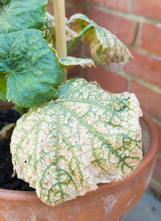 Cucumber mosaic virus growing on the leaves of a cucumber plant in a garden. England, UKの写真素材