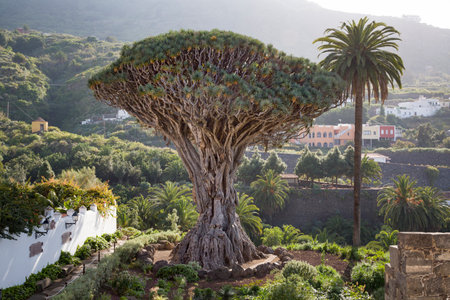 TENERIFE, SPAIN - March 11, 2015. Dragon tree El Drago, or Drago Milenario. Millennial Dragon Tree Park, Icod de los Vinos, Tenerife, Canary Islandsのeditorial素材