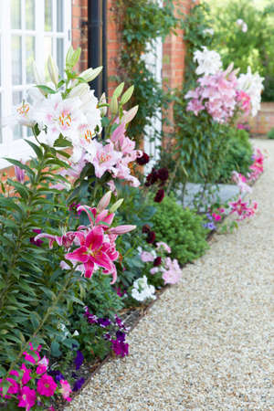 Flower border in an English garden with Oriental lilies, lily, UKの写真素材