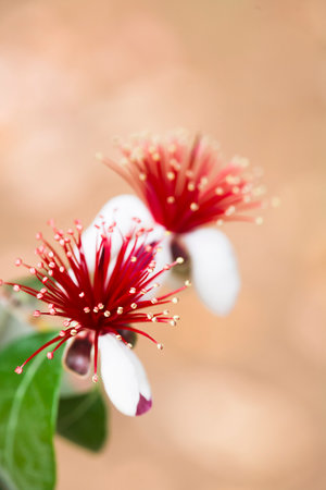Acca sellowiana, formerly Feijoa sellowiana, Pineapple Guava or Guavasteenの写真素材