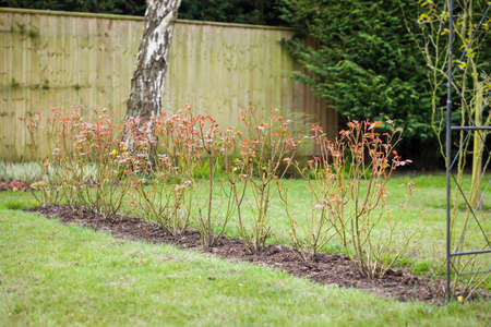 Rose hedge, row of shrub rose bushes in a UK garden in winterの写真素材