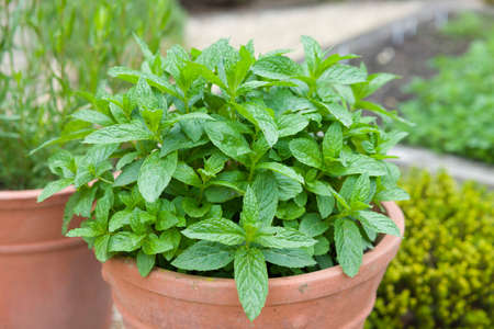 Mint growing in a plant pot. Fresh green mint (mentha spicata) in a herb garden, UKの写真素材