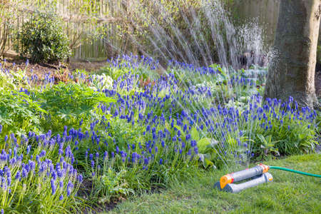 Garden sprinkler watering a flowerbed with muscari flowers in a UK garden in springの写真素材