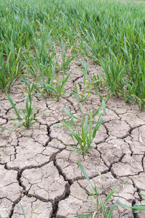 Dry cracked earth. Close up of cracks in dry mud in field of crops during summer drought on a UK farmの写真素材
