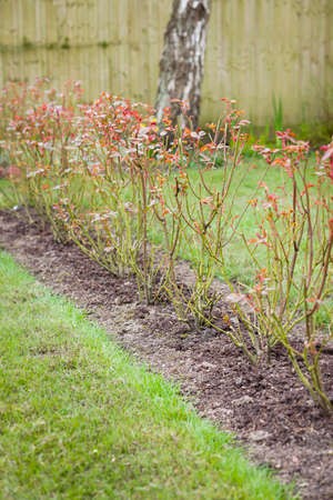 Rose hedge, row of shrub roses in a UK garden in winter