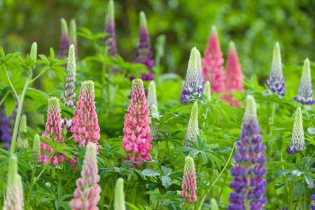 Lupin plants with pink and purple flowers in a flower bed in an English back garden, UKの写真素材