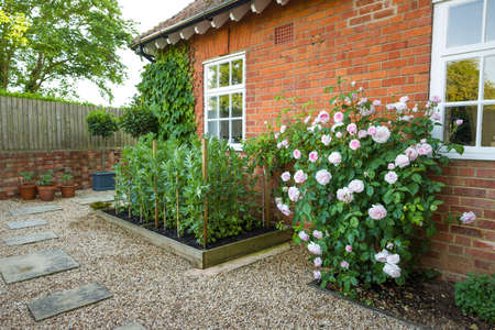 Small English garden with hard landscaping, gravel, raised bed and rose bush, UKの写真素材