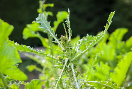 Bird damage to plants. Kale (brassica) vegetable leaves eaten by wood pigeons, UK gardenの写真素材