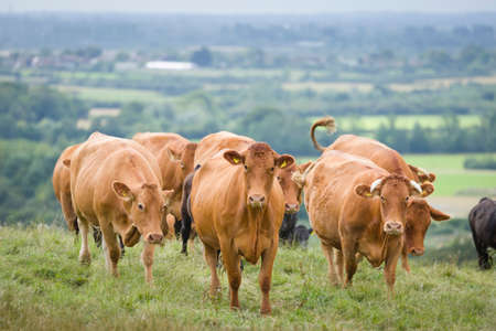 Herd of Hereford beef cattle with calves. Livestock in a field on a farm. Aylesbury Vale, Buckinghamshire, UKの写真素材