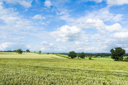 English countryside, UK. Landscape with green wheat field, blue sky and clouds