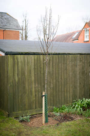 Planting tree in UK garden in winter. Chanticleer ornamental pear with stake and tree guard