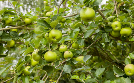 Cooking apples (Bramley apples) growing in an apple tree in a UK gardenの写真素材
