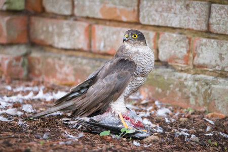 Eurasian sparrowhawk (accipiter nisus) eating its prey, a dead wood pigeon, in a UK garden. Sparrow...