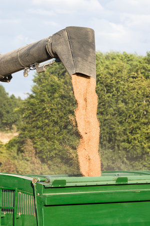 Wheat harvesting on UK farmland. Combine harvester funnel pouring wheat grain into a trailerの写真素材
