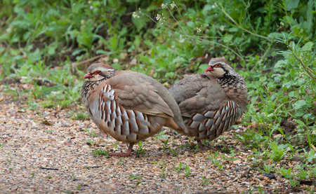 Red-legged partridges (alectoris rufa), pair of wild red legged partridge or French partridges, UKの写真素材