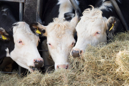 Hereford beef cattle cows. Livestock eating straw in a cowshed or barn, UKの写真素材