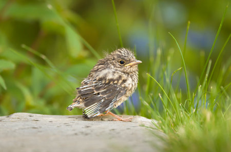 Spotted flycatcher (Muscicapa striata) chick, baby bird in a UK garden in summer