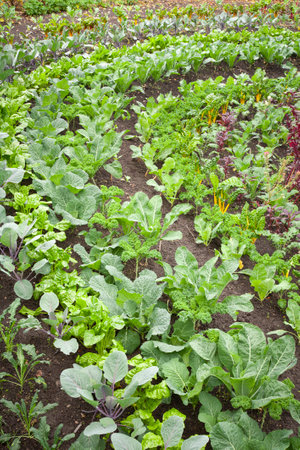Chard (or Swiss chard) growing in a garden in UK. Edible flower bed in landscaped gardenの写真素材