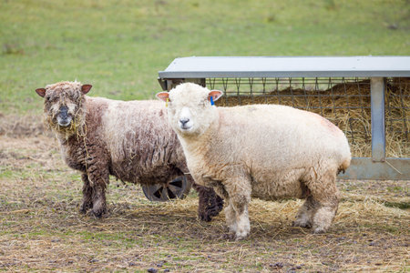 Ryeland sheep, ewes on a farm in winter. Peak District, Derbyshire, UKの写真素材