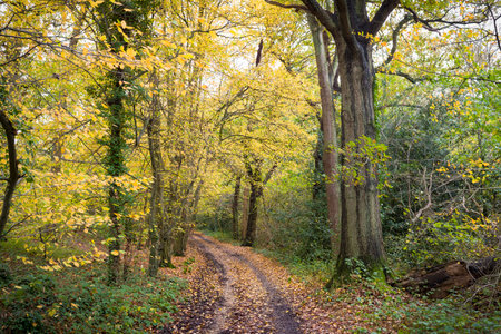 Trees with golden leaves in autumn with path or trail through woodland. London's green belt, UKの写真素材