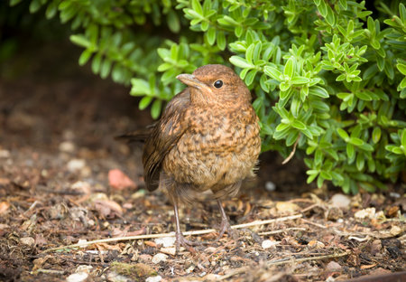 Juvenile common blackbird (Turdus merula) with mottled brown feathers on the ground in a flower bed...