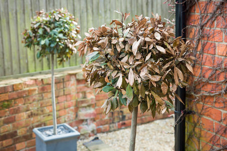 Frost damage on bay trees in UK garden. Close-up of dead foliage (brown leaves) on bay standard plant in winter.の写真素材