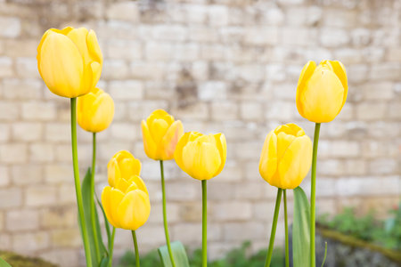 Yellow tulips, tulip flowers growing in an English garden with an old stone wall in the background. England, UKの写真素材