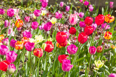 Multicolored tulip flowers, plants growing in a flowerbed in an English garden, UKの写真素材