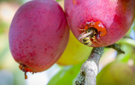 Common wasps (Vespula vulgaris) eating ripe plums growing on a tree in a garden in autumn, UKの写真素材