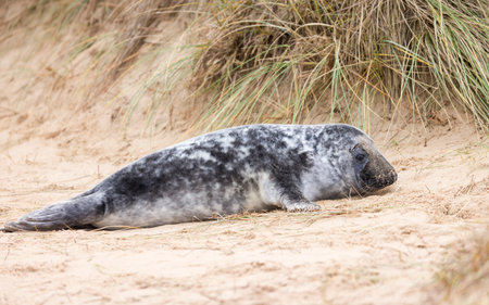 Grey seal pup (Halichoerus grypus) alone in sand dunes on the beach in winter. Horsey Gap, Norfolk, UKの写真素材