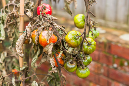 Tomato problems. Close-up of tomato blight, (phytophthora infestans), plants with wilted leavesの写真素材