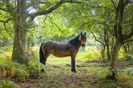 Wild New Forest pony grazing in woodland. New Forest National Park, Hampshire, Englandの写真素材