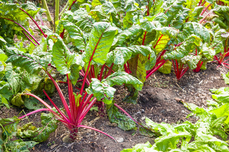 Red chard (rhubarb chard or ruby chard) growing in rows in a vegetable garden, UK