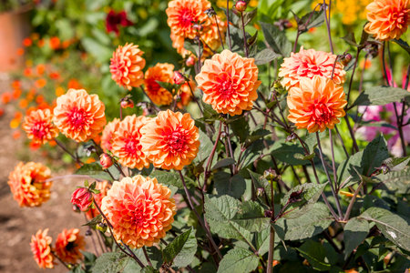 Orange dahlias, dahlia flowers in a garden flowerbed in summer, English flower garden, UKの写真素材