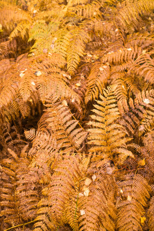 Golden brown bracken (Pteridium) ferns, fern fronds on a forest floor in autumn. Scotland, UKの写真素材