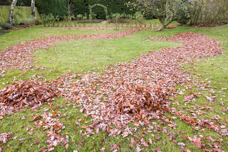 Piles of leaves on grass. Raking a lawn in autumn in a large English garden, England, UKの写真素材