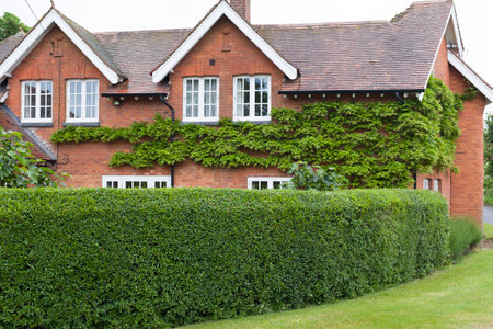 Trimmed garden hedge, wild privet (ligustrum vulgare) outside a UK houseの写真素材