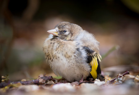 European Goldfinch (Carduelis carduelis) fledgling  bird on the ground in a garden in summer, UKの写真素材