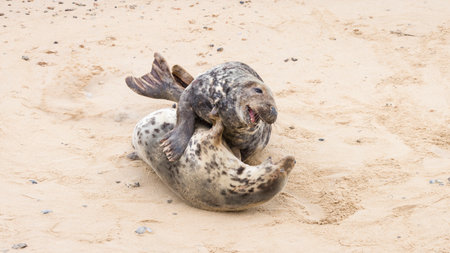 Male and female grey seals (Halichoerus grypus) mating on the beach in winter at Horsey Gap, Norfolk, UKの写真素材