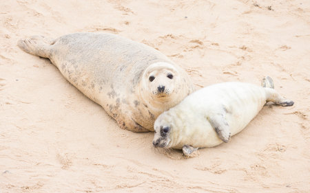 Grey seal (Halichoerus grypus) pup with its mother on a beach in winter. Seal spotting at Horsey Gap, Norfolk, UKの写真素材