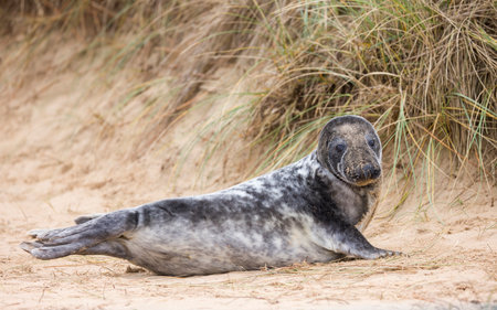 Grey seal pup (Halichoerus grypus) alone in sand dunes on the beach in winter. Horsey Gap, Norfolk, UKの写真素材