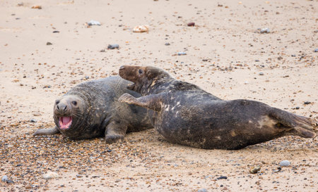 Two male grey seals (Halichoerus grypus) fighting on the beach in winter. Horsey Gap, Norfolk, UKの写真素材